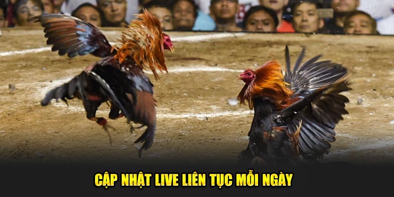 Cập nhật live liên tục mỗi ngày  