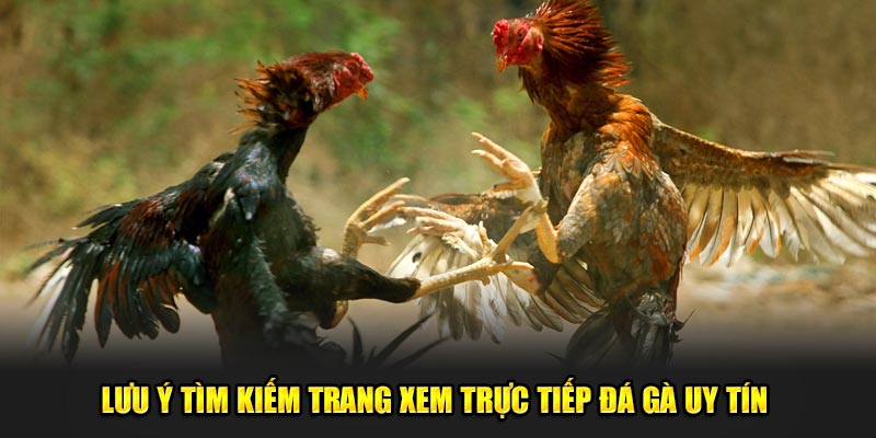 Những lưu ý khi cá cược đá gà online tại GOOD88 