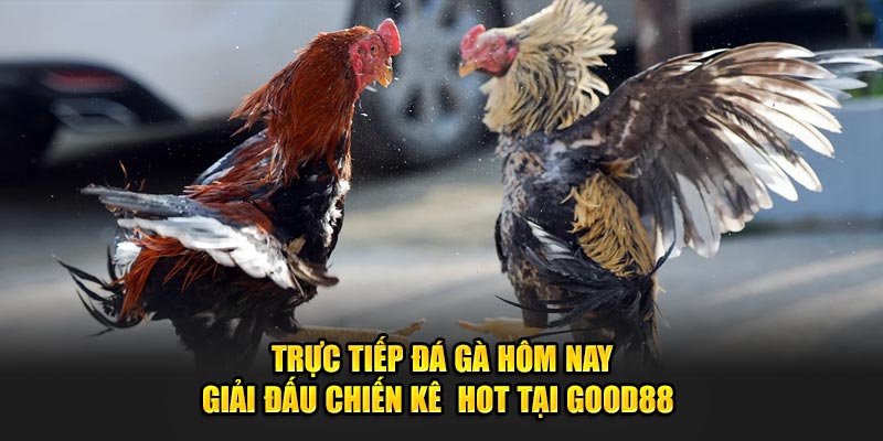 Xem Trực Tiếp Đá Gà Hôm Nay Cực Hot Tại GOOD88