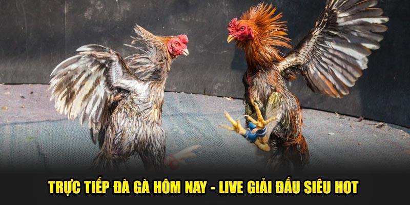 Trực tiếp đà gà hôm nay - Live giải đấu siêu hot 