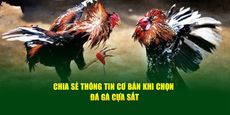 Mẹo đá gà cựa sắt mới nhất