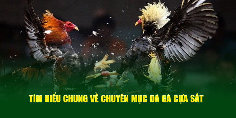 Đá gà cựa sắt trực tiếp GOOD88