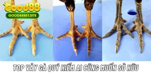 Những Loại Vảy Gà Quý Nhất Kê Thủ Cần Biết